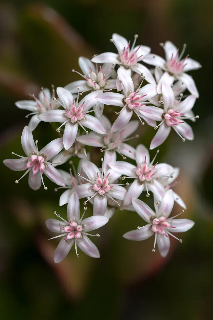 Münzenbaum (Crassula)